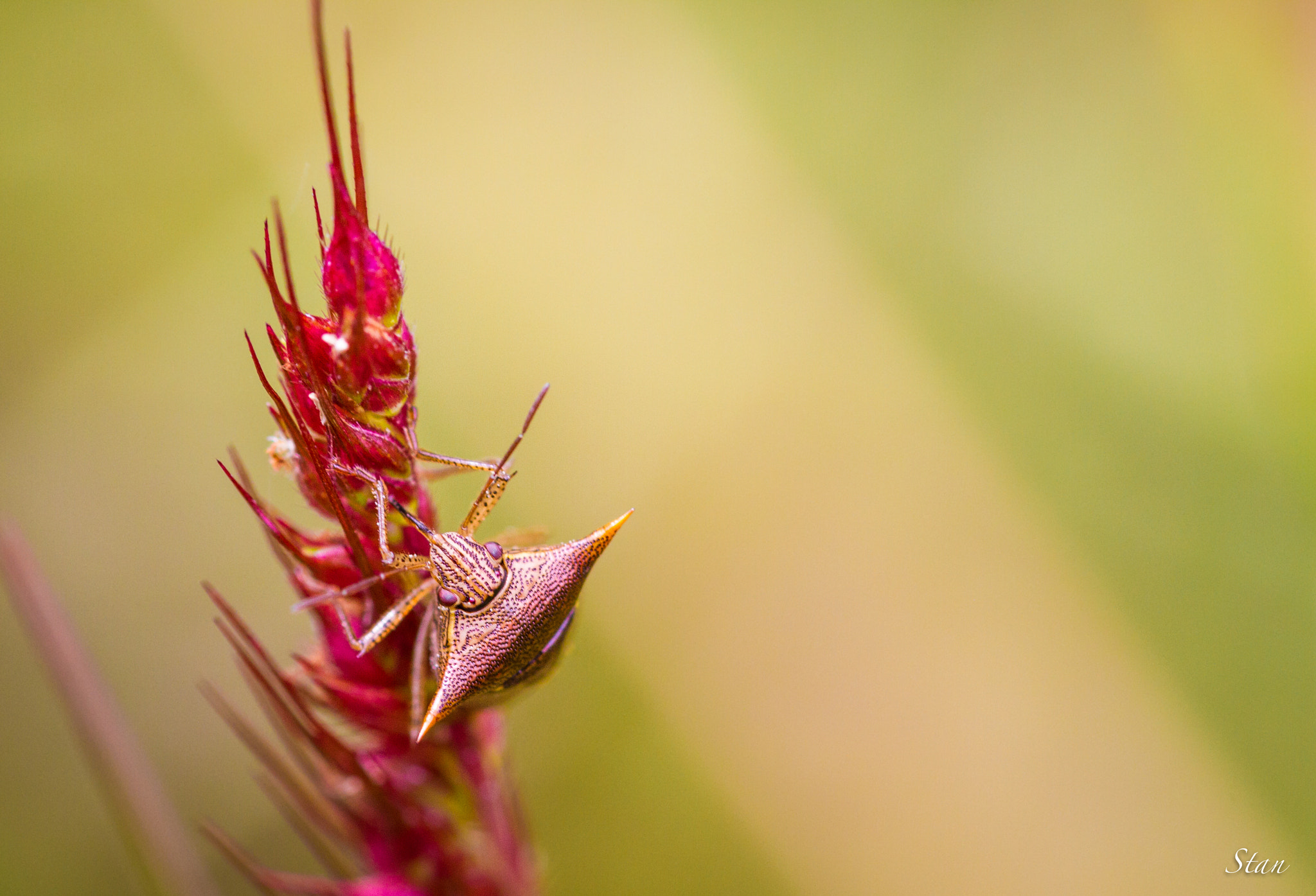 Sigma 105mm F2.8 EX DG OS HSM sample photo. Aspavia longispina photography
