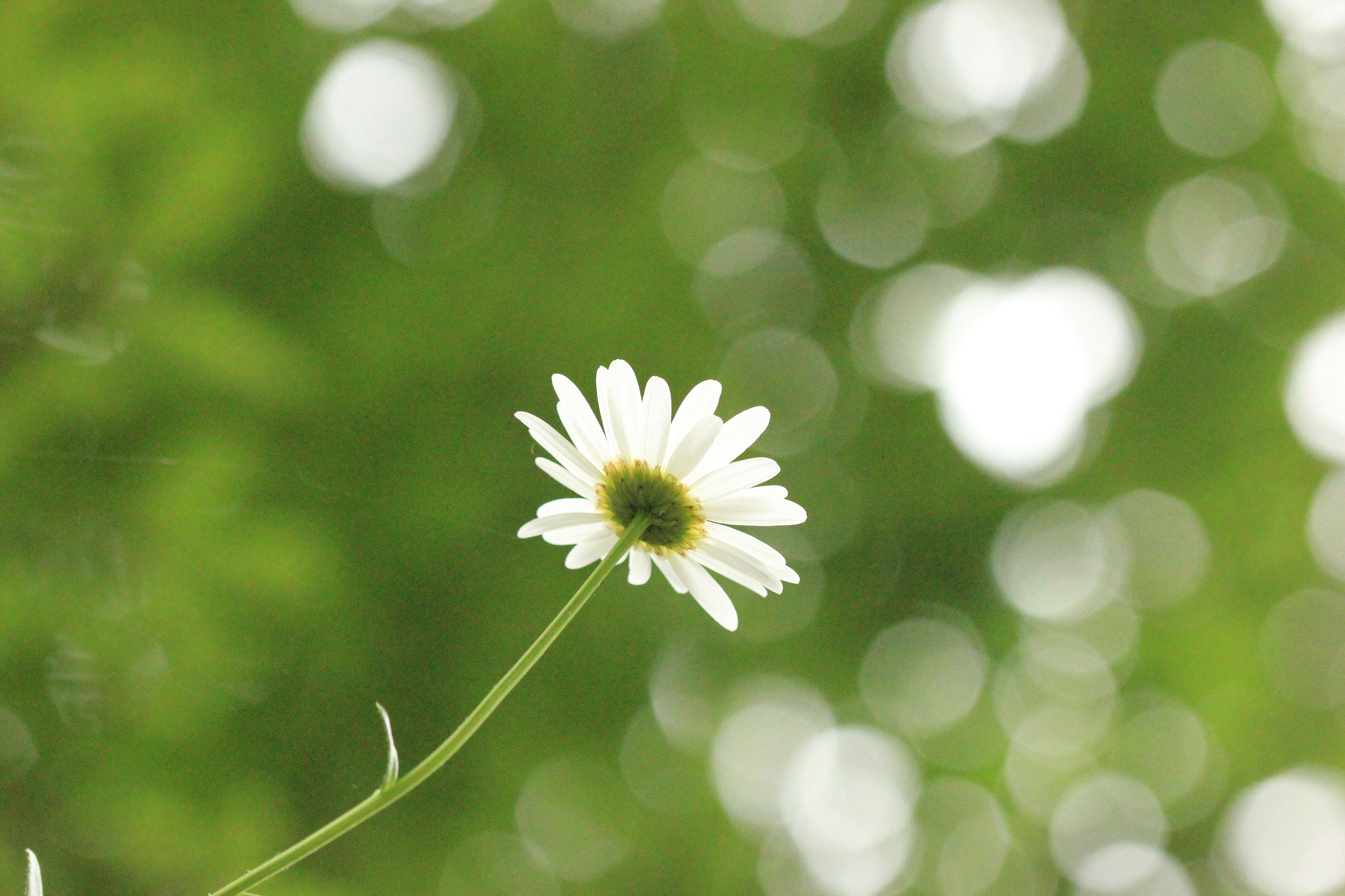 Canon EF 100mm F2.8 Macro USM sample photo. To light photography