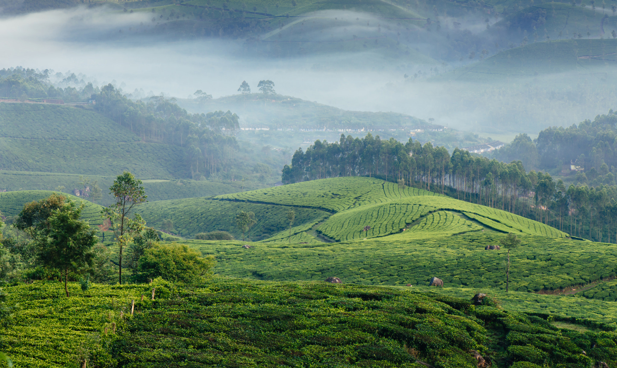 Nikon AF-S Micro-Nikkor 105mm F2.8G IF-ED VR sample photo. Green valleys of mountain tea plantations in munnar photography