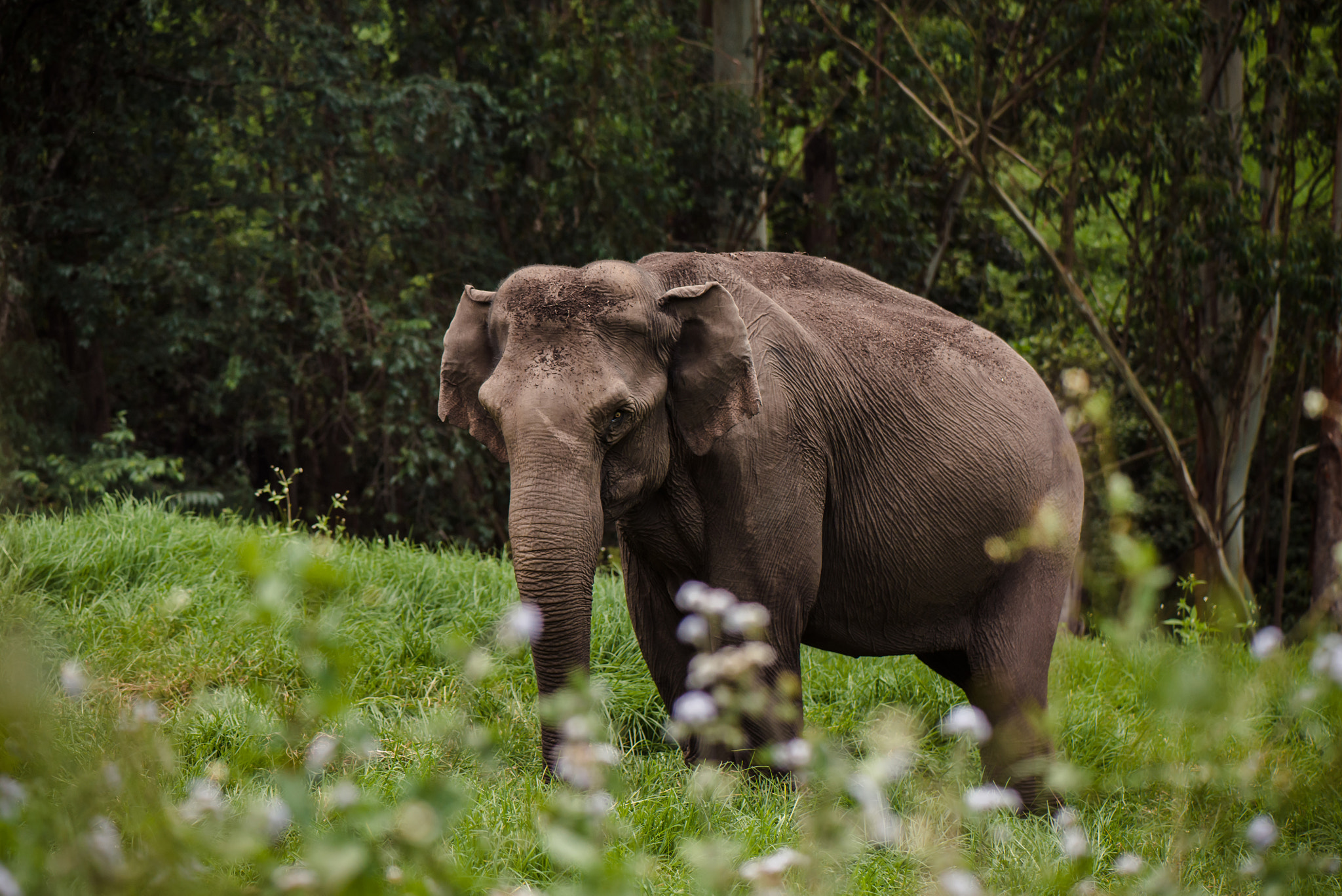 Nikon D600 sample photo. Wild elephant photography