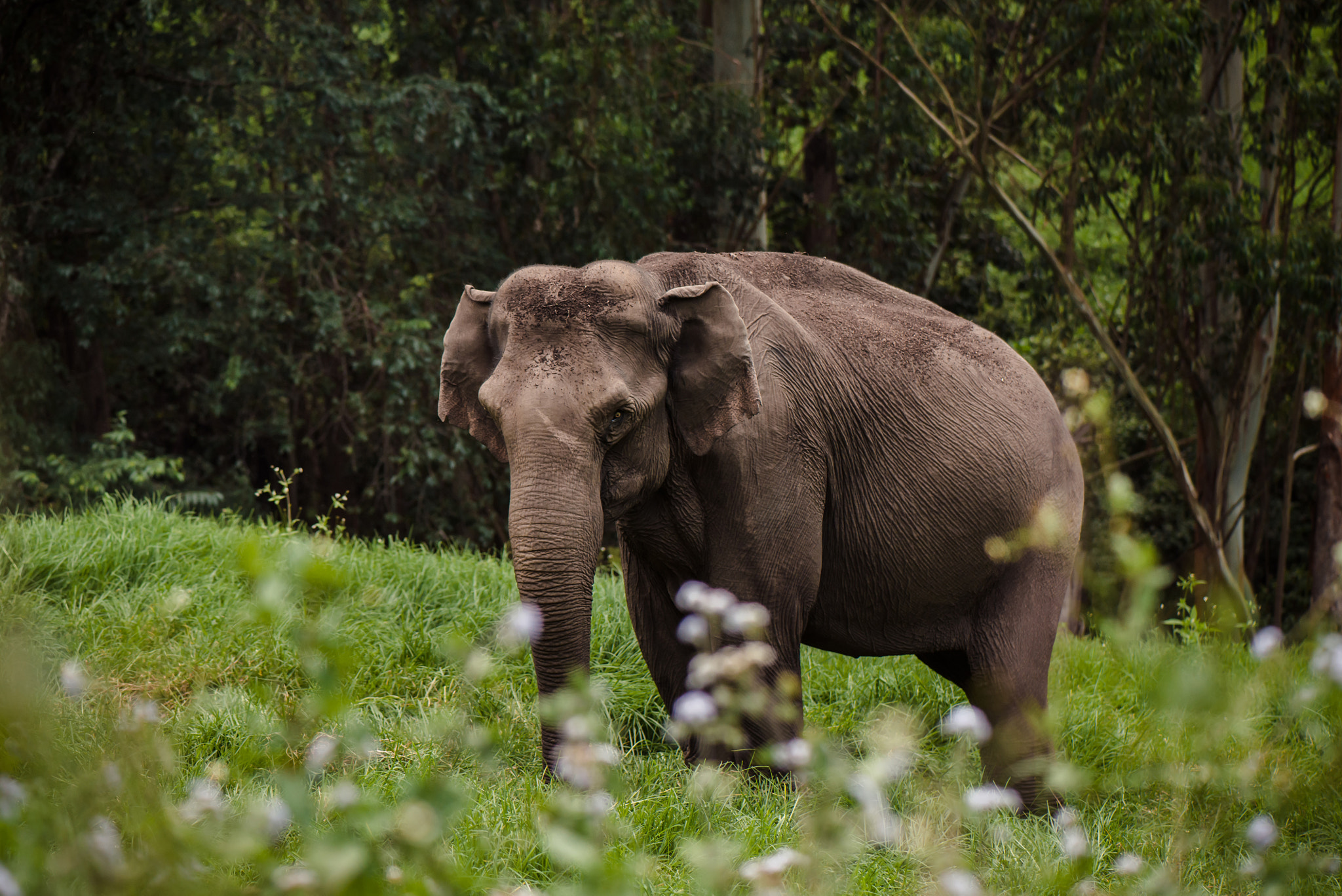 Nikon AF-S Micro-Nikkor 105mm F2.8G IF-ED VR sample photo. Wild elephant photography