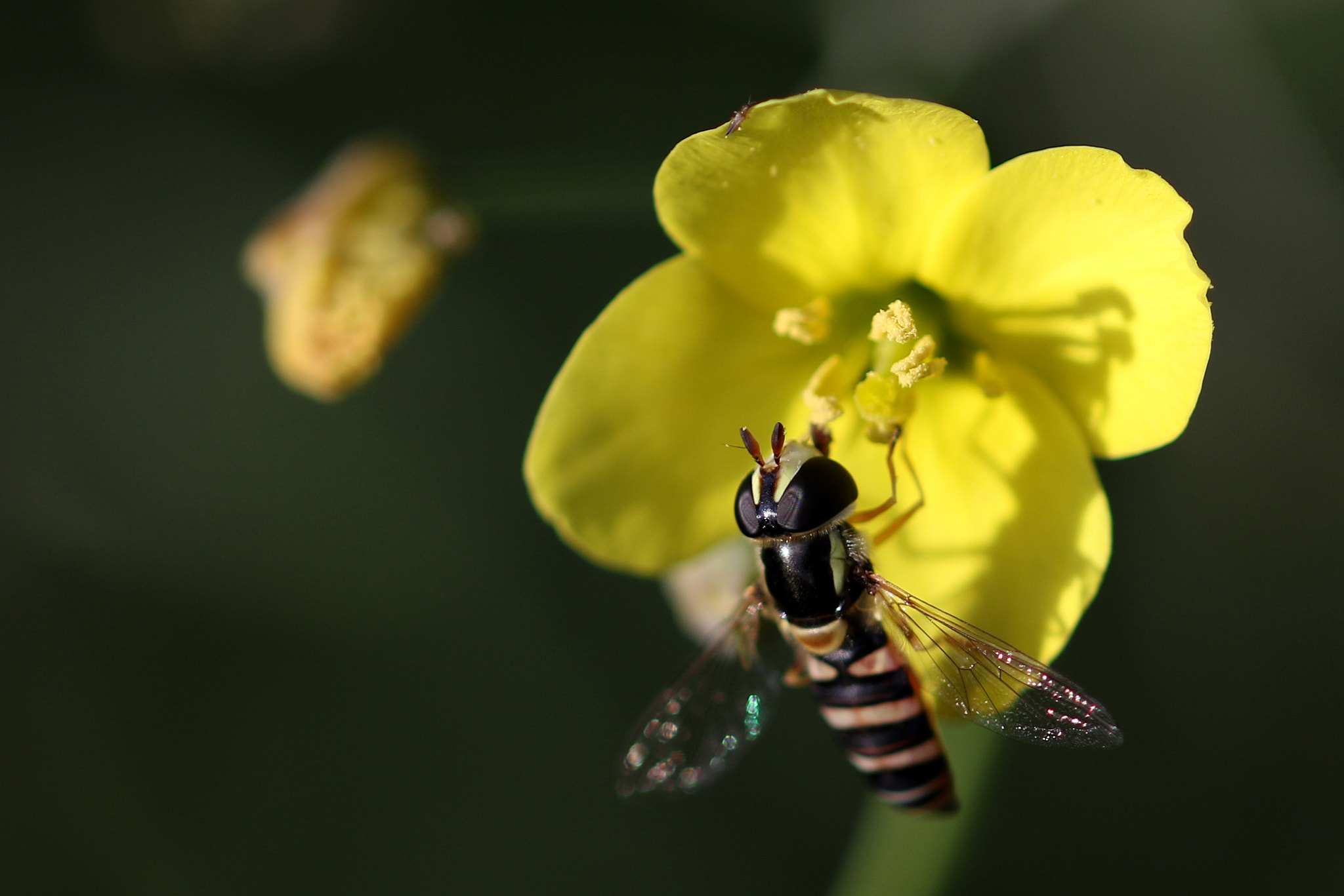 Sigma 105mm F2.8 EX DG OS HSM sample photo. Stripey yellow photography