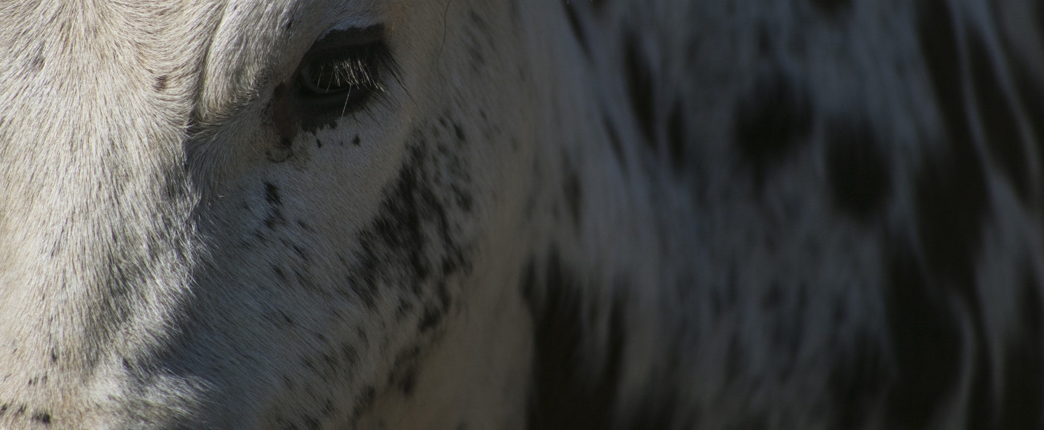 EF75-300mm f/4-5.6 sample photo. Nguni patterns photography