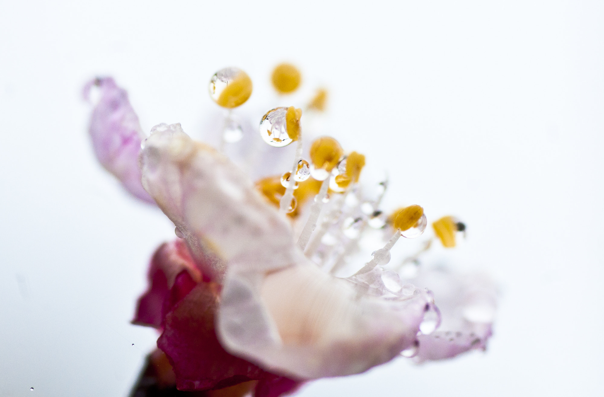 Nikon D300S sample photo. Peach flower photography