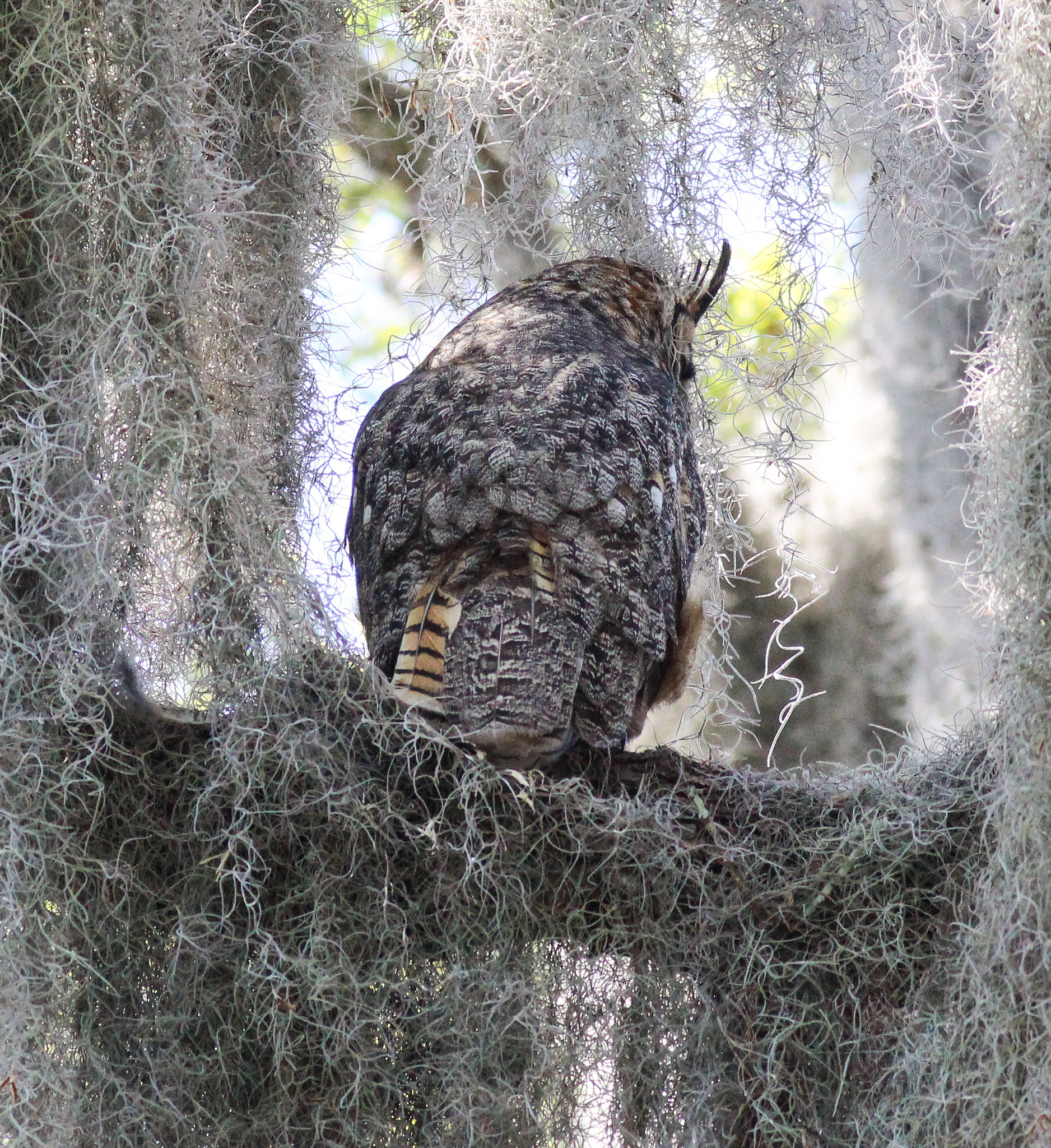 Canon EOS 600D (Rebel EOS T3i / EOS Kiss X5) + Canon EF 400mm F5.6L USM sample photo. Gho back feathers photography