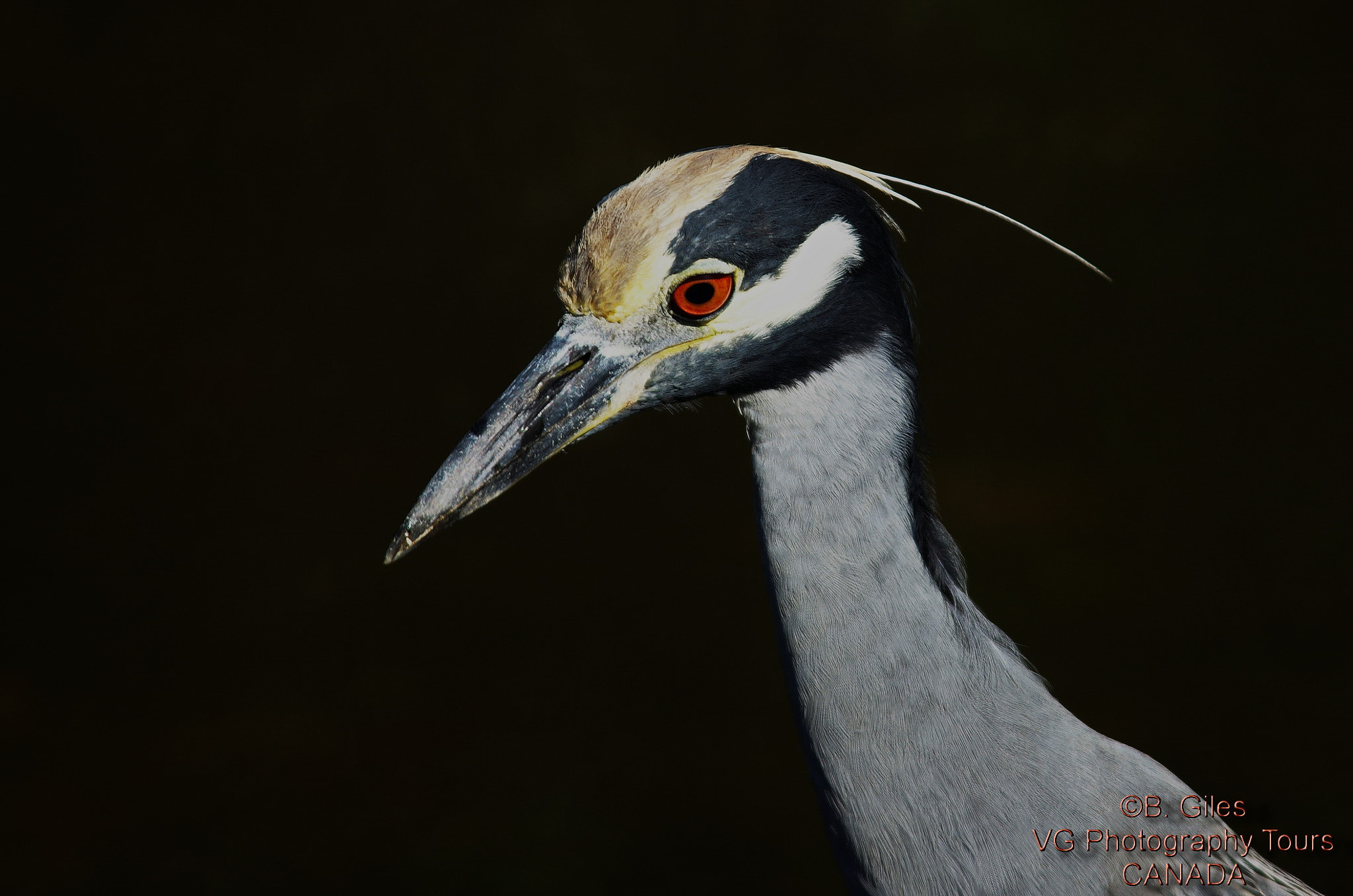 Sigma 150-500mm F5-6.3 DG OS HSM sample photo. Yellow-crowned night-heron photography