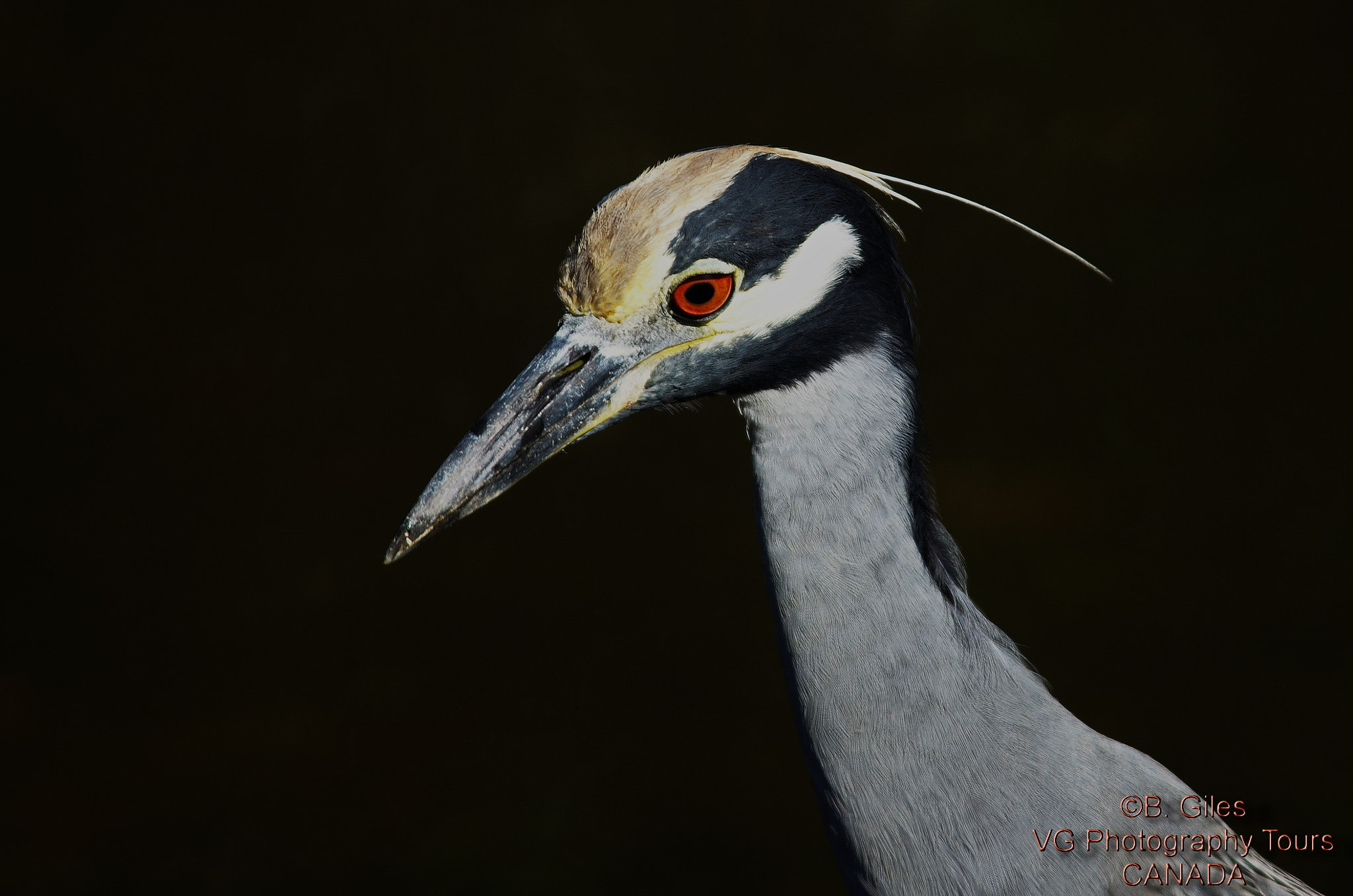 Pentax K-5 IIs + Sigma 150-500mm F5-6.3 DG OS HSM sample photo. Yellow-crowned night-heron photography