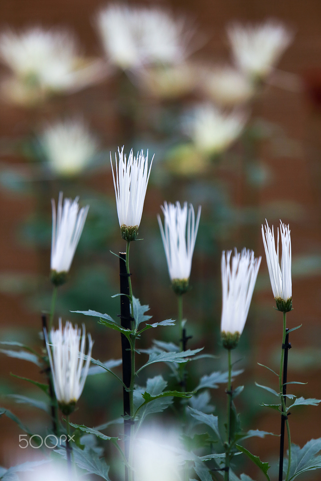 Canon EF 70-200mm F2.8L IS USM sample photo. White japanese chrysanthemums photography
