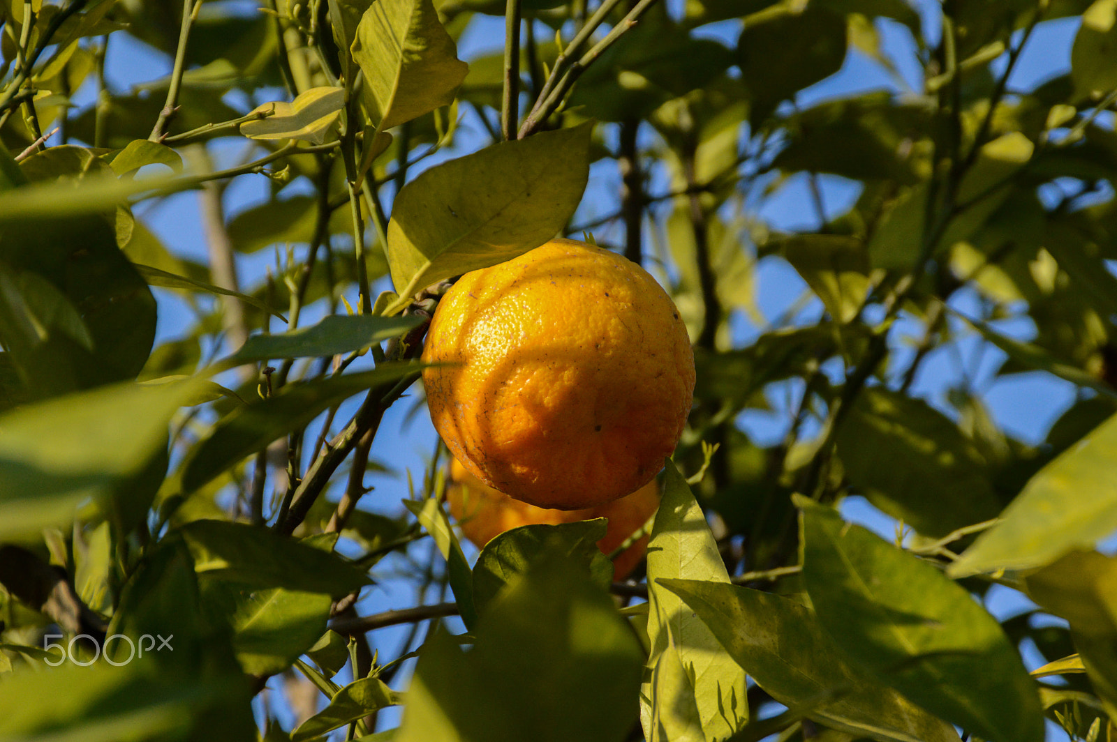 Nikon D3200 sample photo. Orange on tree photography