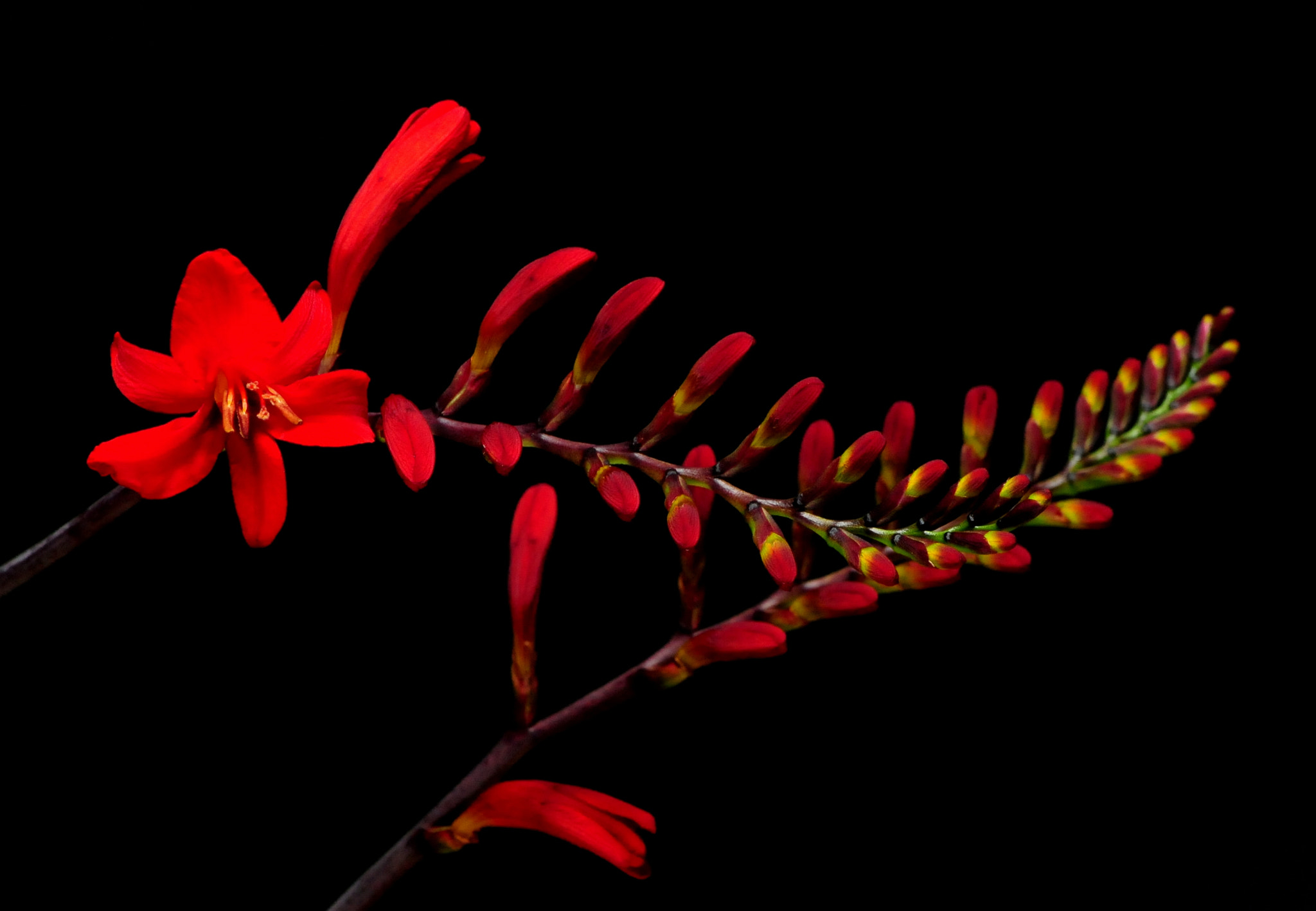 Nikon AF-S Micro-Nikkor 105mm F2.8G IF-ED VR sample photo. Flower photography