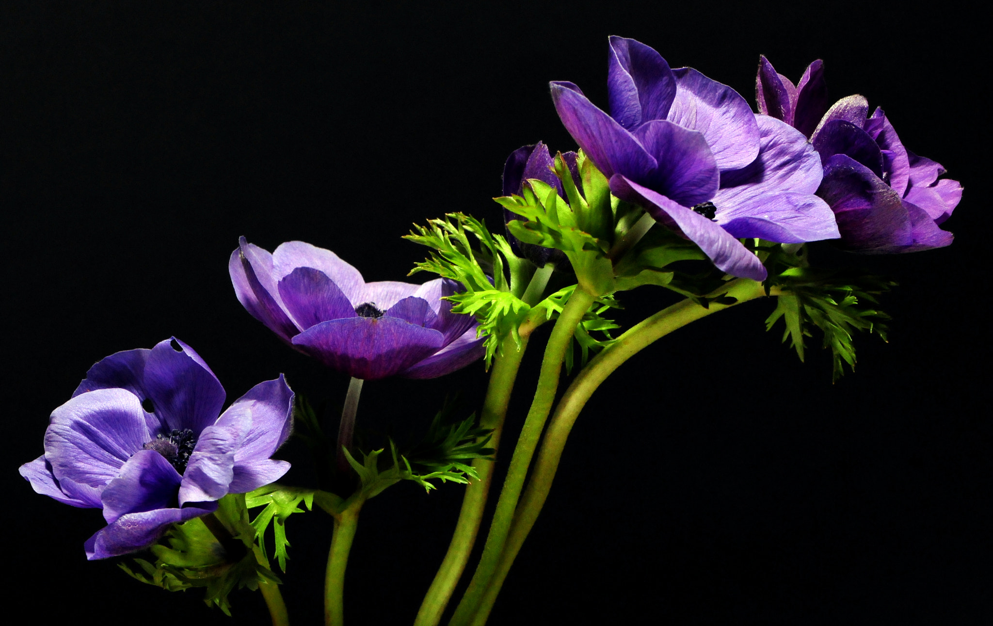Nikon AF-S Micro-Nikkor 105mm F2.8G IF-ED VR sample photo. Flower photography