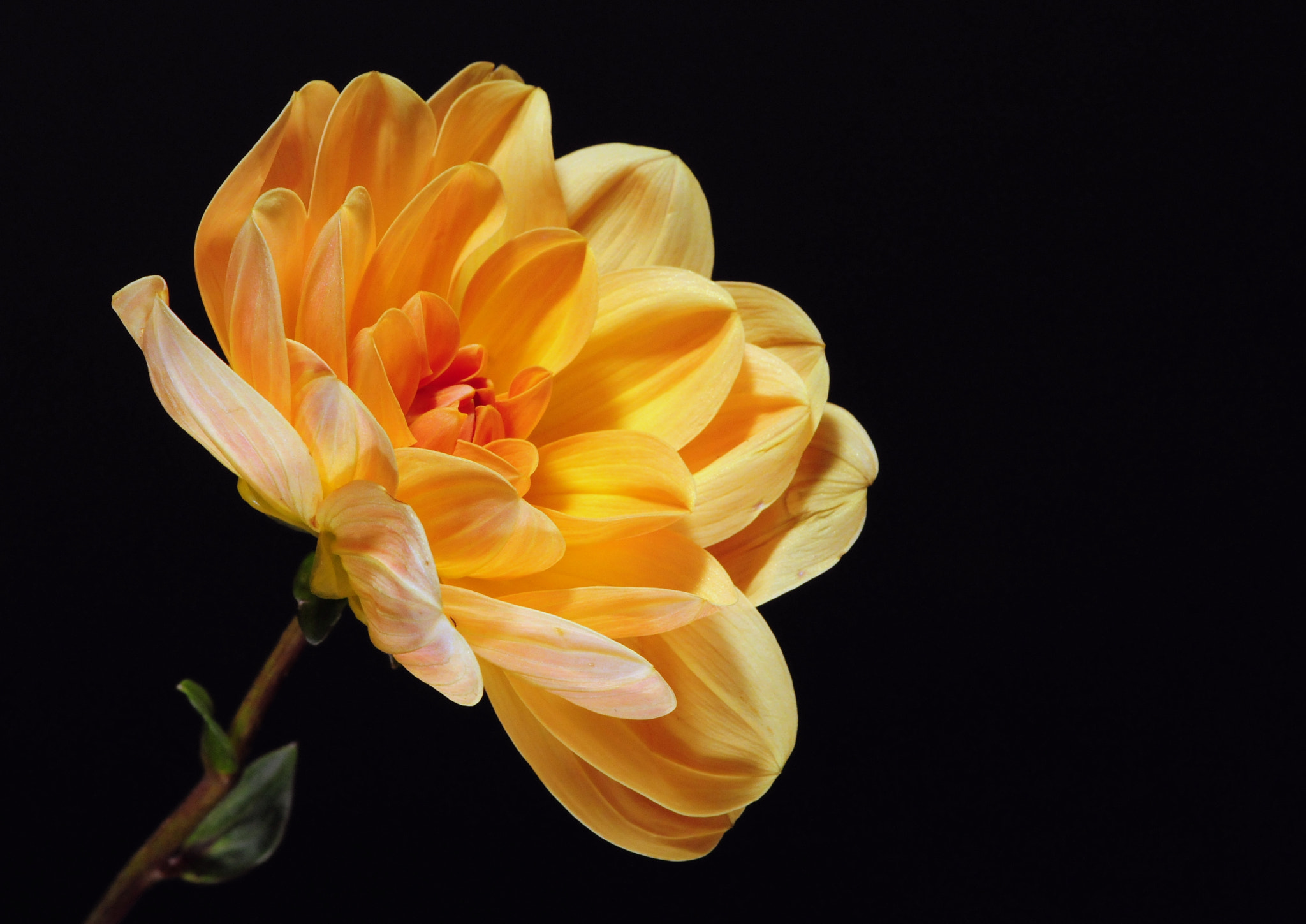 Nikon AF-S Micro-Nikkor 105mm F2.8G IF-ED VR sample photo. Flower photography