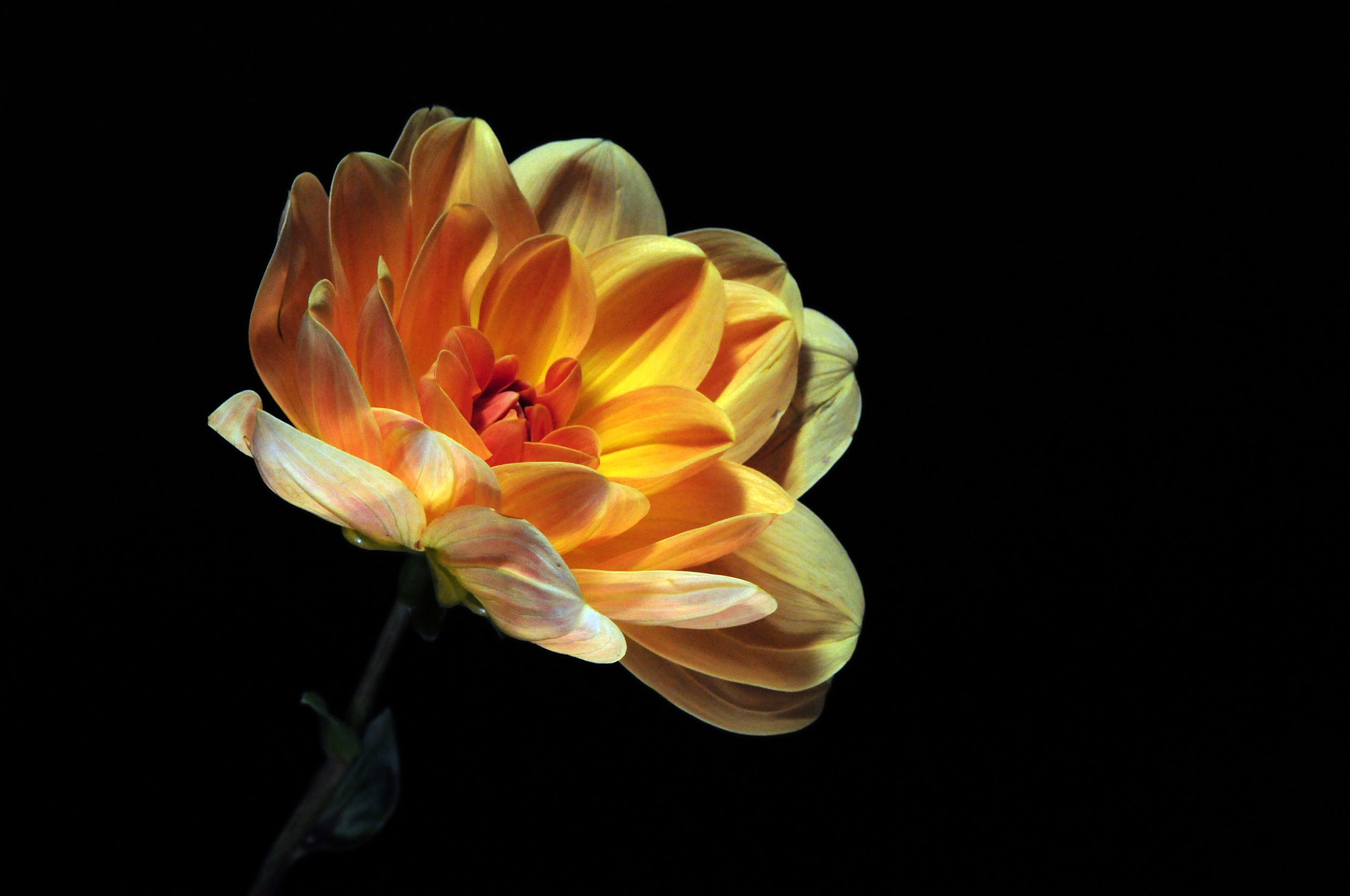 Nikon D300 sample photo. Flower photography