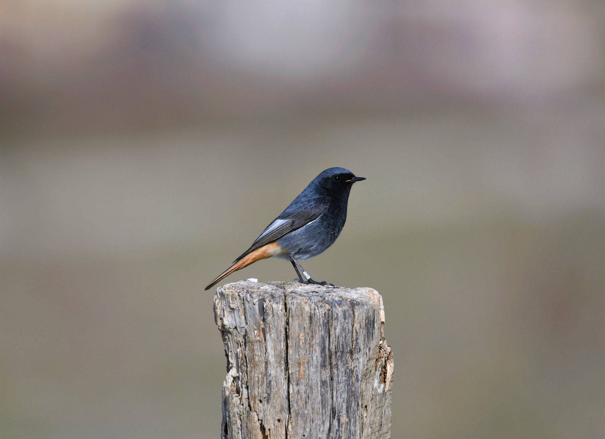 Sigma 150-600mm F5-6.3 DG OS HSM | S sample photo. D photography
