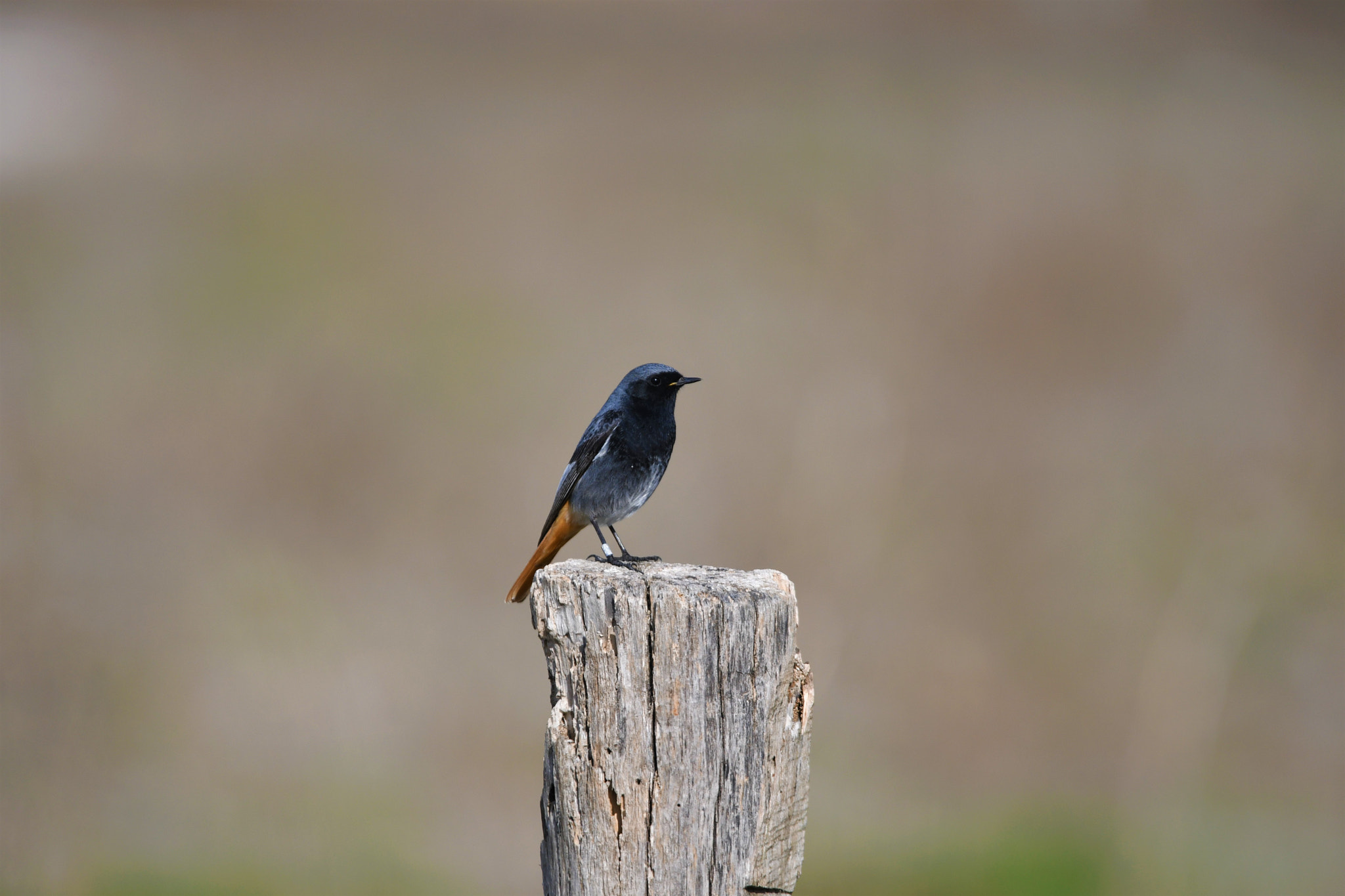 Sigma 150-600mm F5-6.3 DG OS HSM | S sample photo. D photography