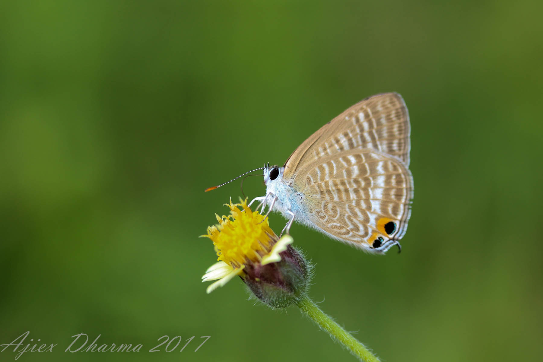 Canon EF-S 60mm F2.8 Macro USM sample photo. Butterfly  photography