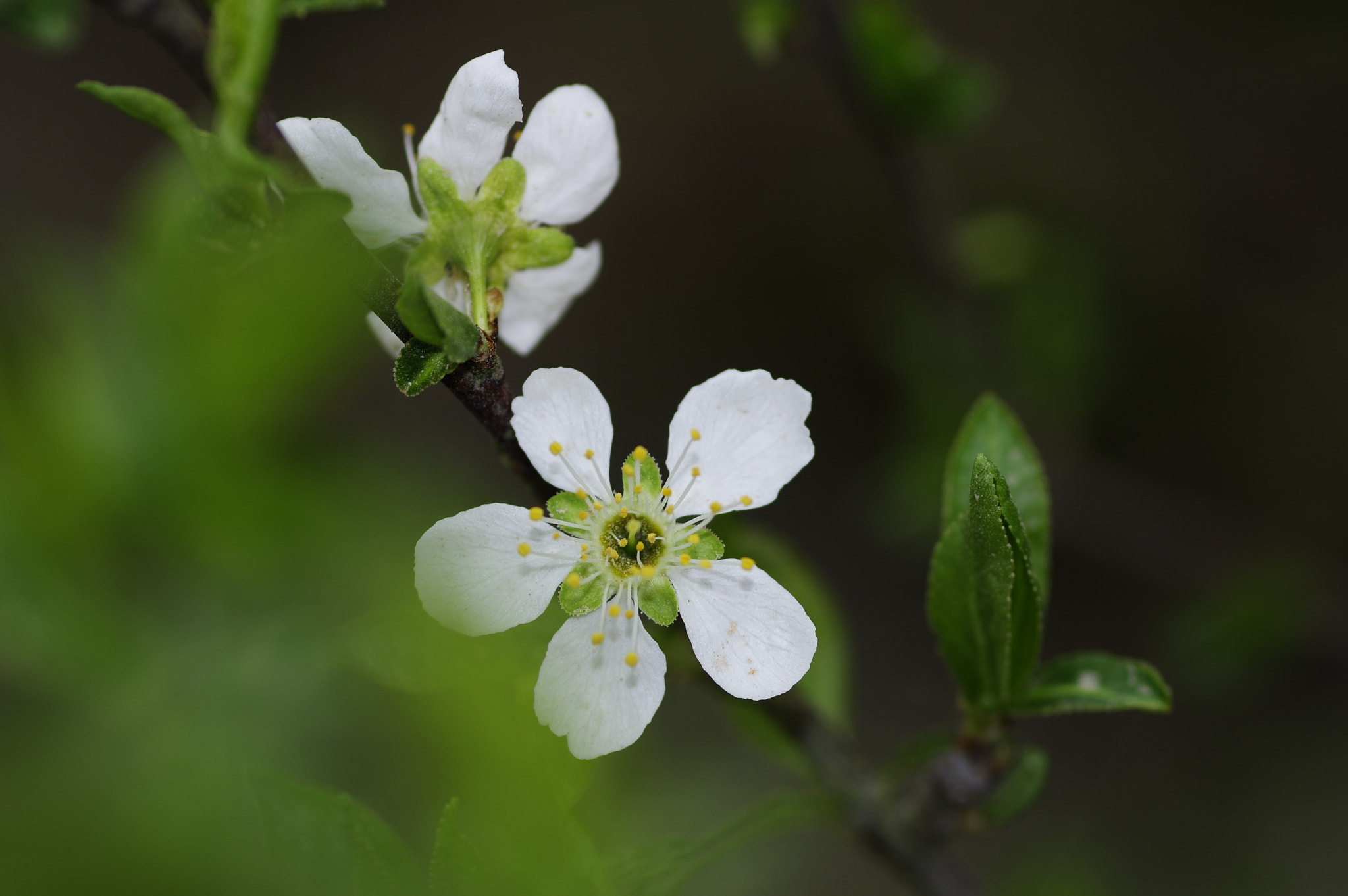 Pentax K-3 + Pentax smc D-FA 100mm F2.8 Macro WR sample photo. Smile photography