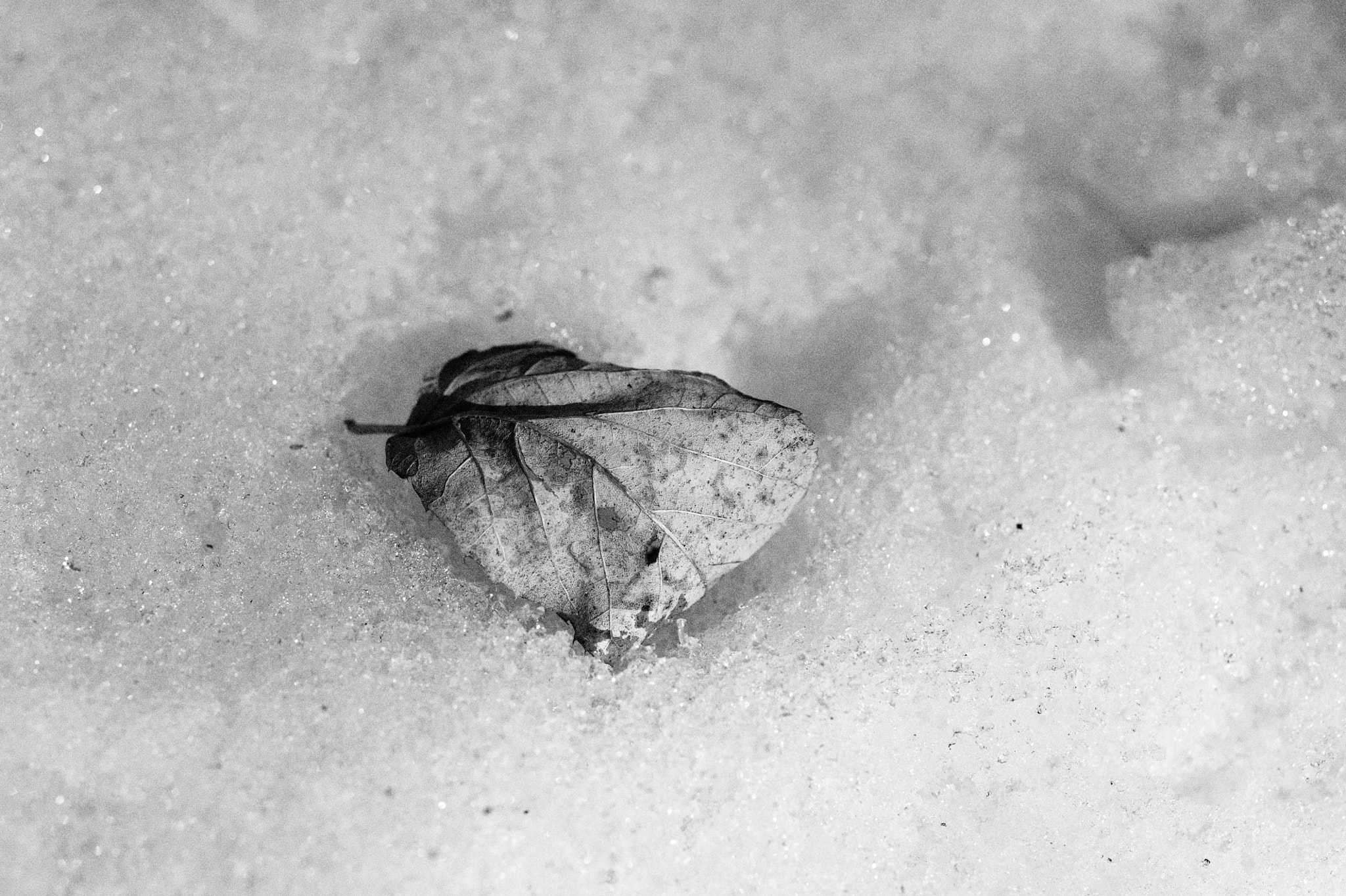 Nikon D700 + AF Nikkor 50mm f/1.8 sample photo. A leaf on snow photography