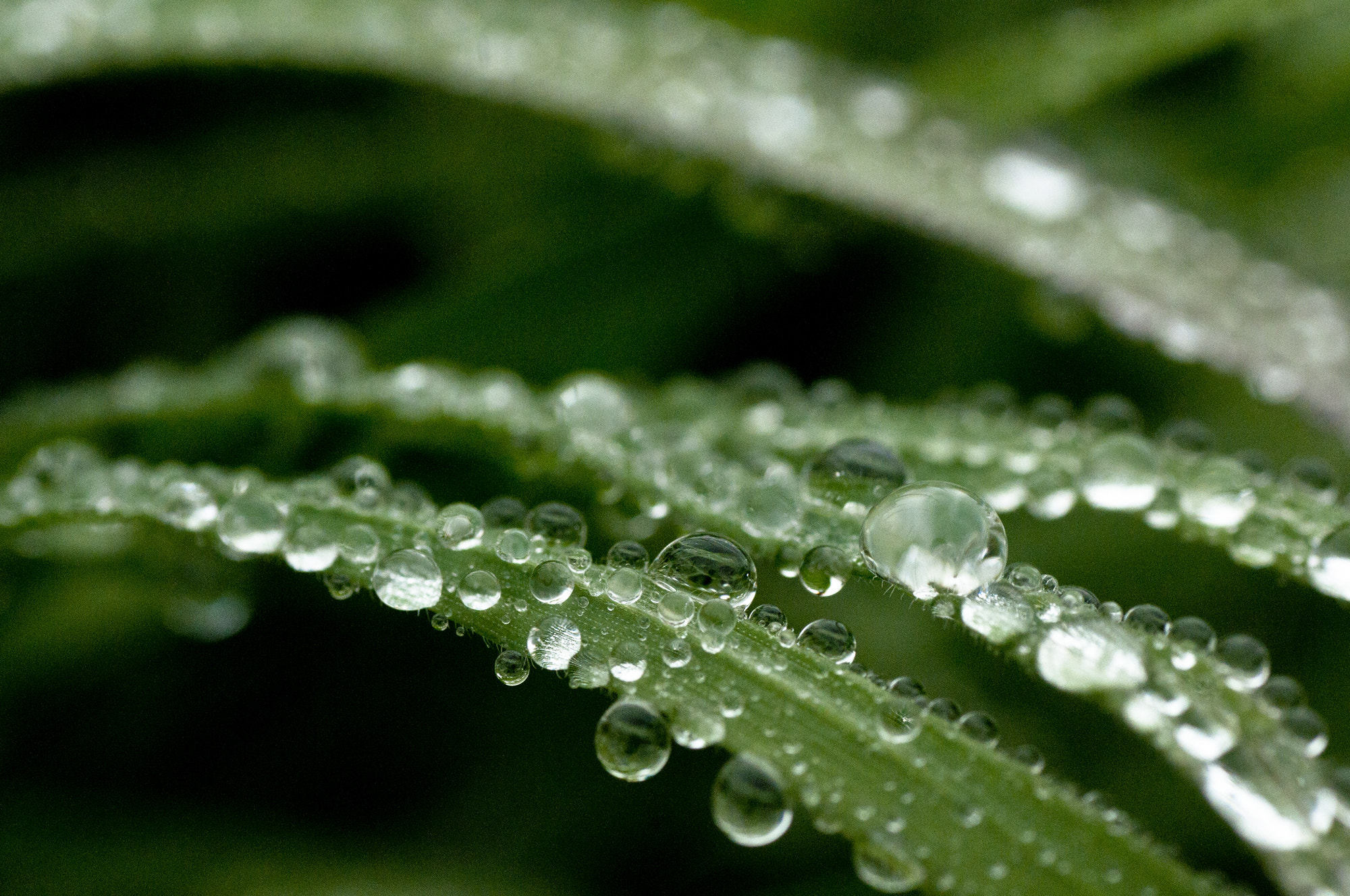 Nikon D300S sample photo. Drops photography