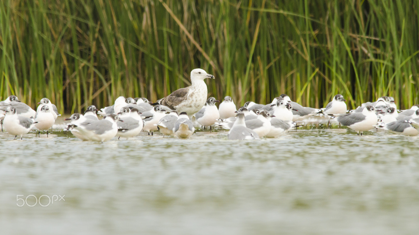 Sigma 150-500mm F5-6.3 DG OS HSM sample photo. Before leaving in flight photography