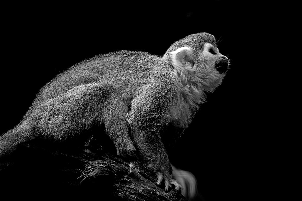 Nikon D750 + Nikon AF-S Nikkor 80-400mm F4.5-5.6G ED VR sample photo. Macaco  no zoo-nail monkey photography