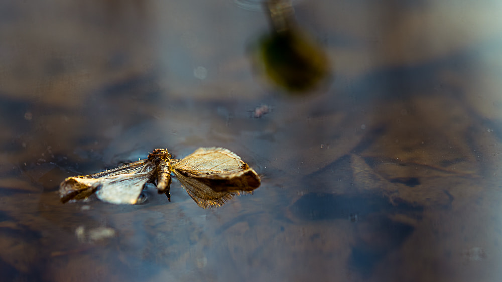 Sigma 105mm F2.8 EX DG OS HSM sample photo. _d8e5242-2.jpg photography