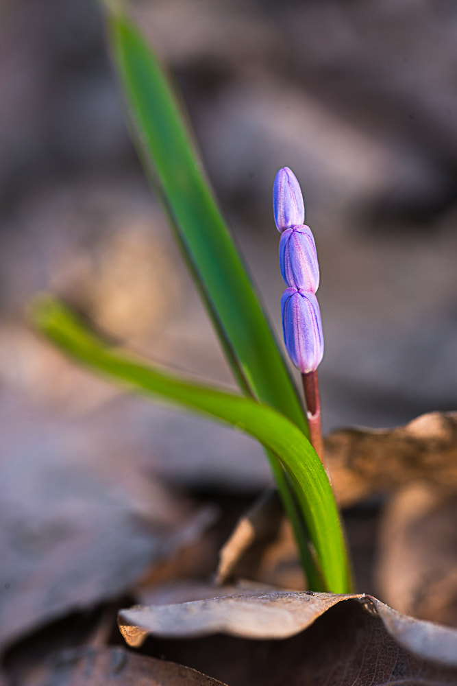 Sigma 105mm F2.8 EX DG OS HSM sample photo. _d8e5263-2.jpg photography