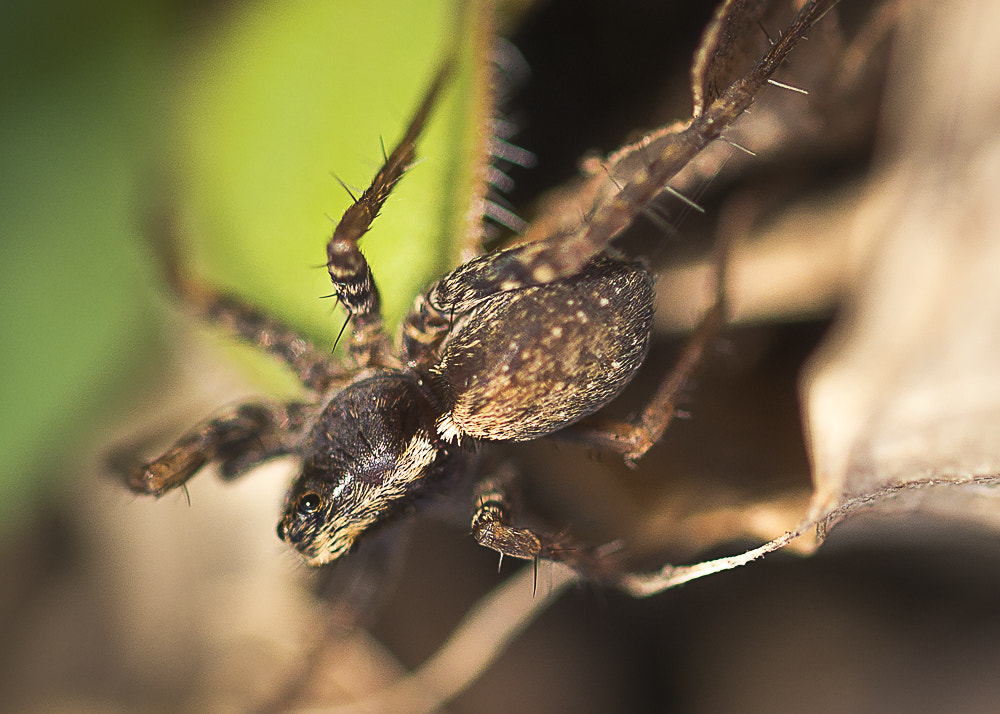 Sigma 105mm F2.8 EX DG OS HSM sample photo. _d8e5789-4.jpg photography