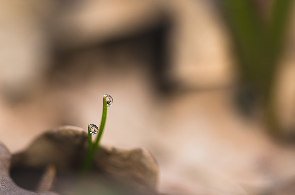 Sigma 105mm F2.8 EX DG OS HSM sample photo. _d8e5780-2.jpg photography