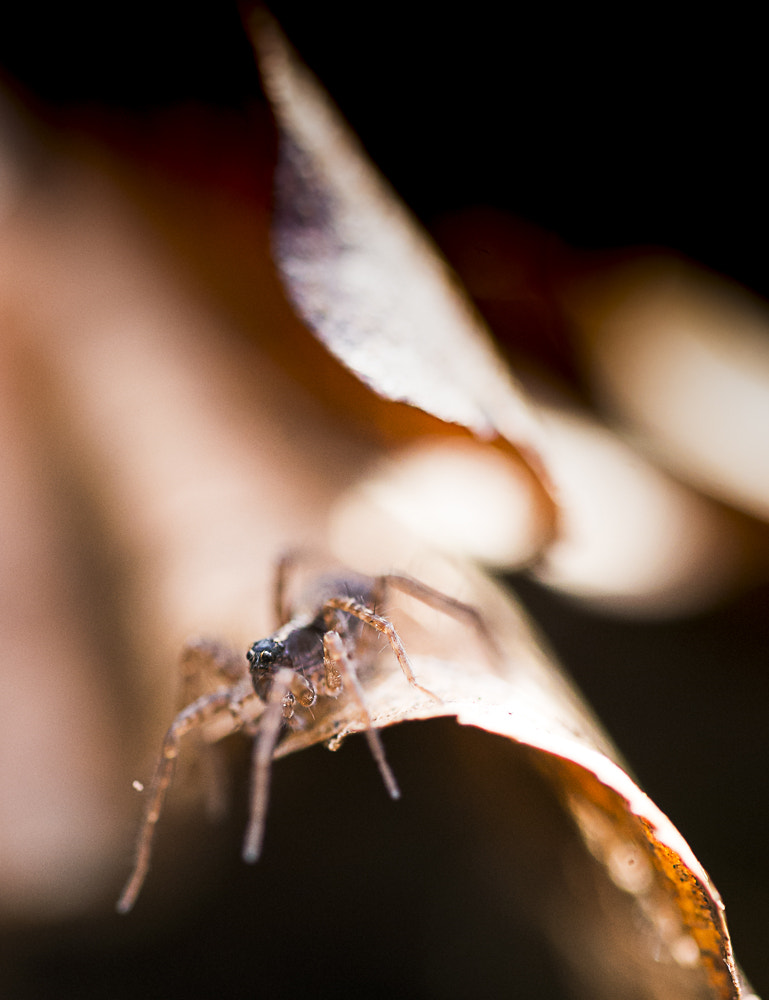 Sigma 105mm F2.8 EX DG OS HSM sample photo. _d8e5734-5.jpg photography