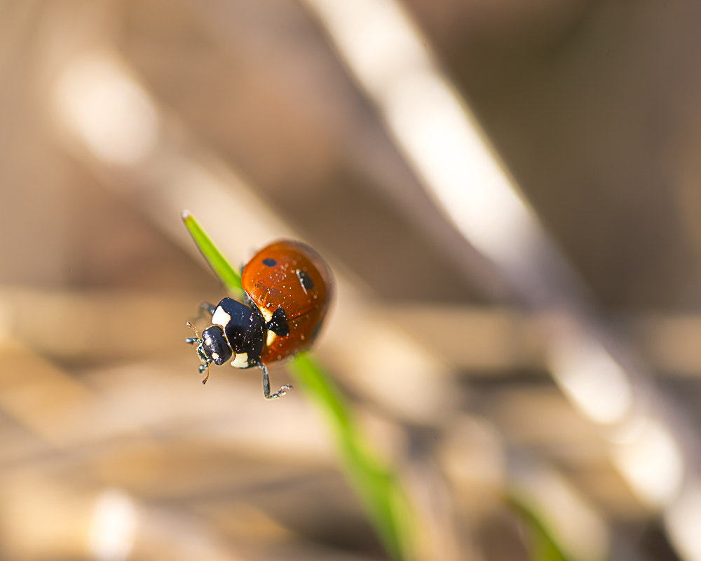 Sigma 105mm F2.8 EX DG OS HSM sample photo. _d8e5816-3.jpg photography