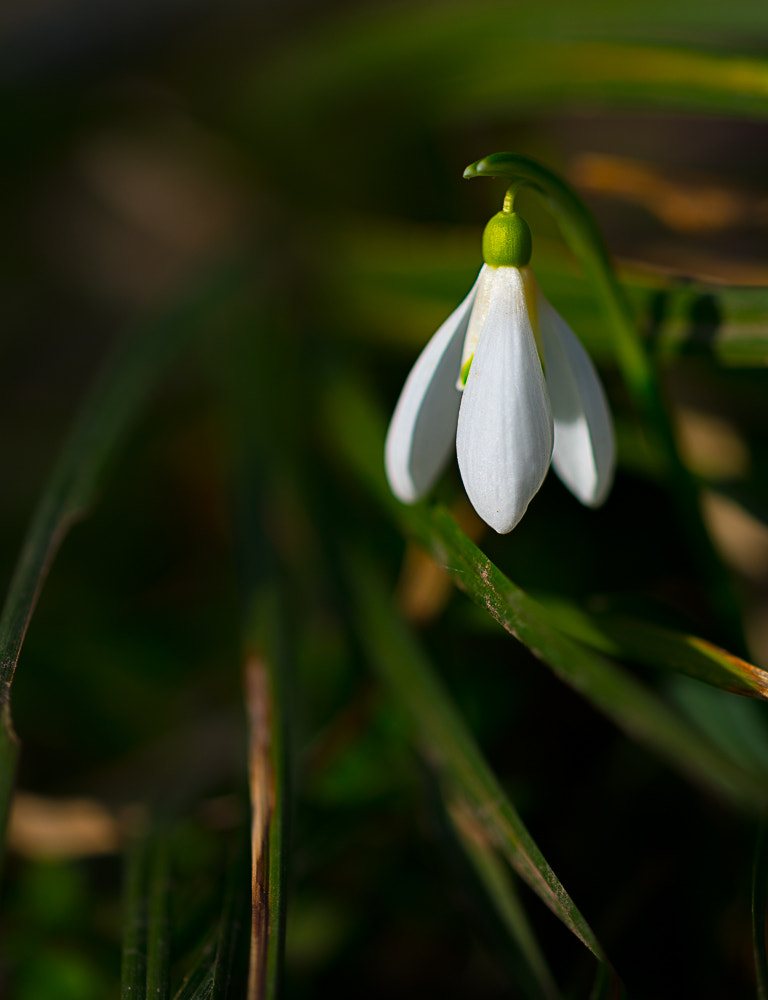 Sigma 105mm F2.8 EX DG OS HSM sample photo. De photography