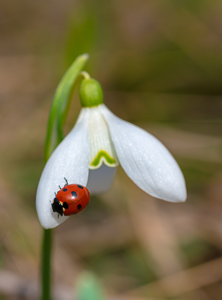 Sigma 105mm F2.8 EX DG OS HSM sample photo. _d8e5891-3.jpg photography