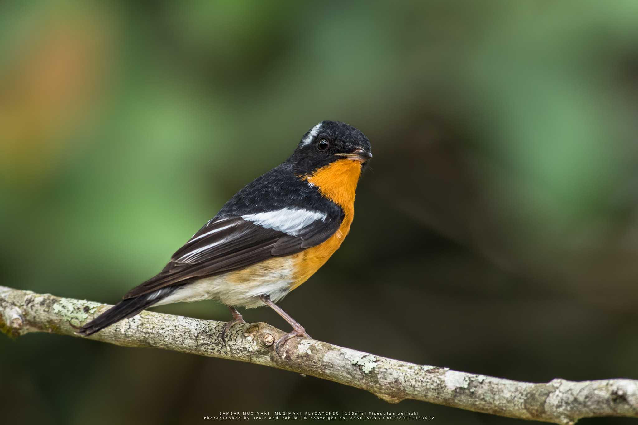 Nikon D810 + Nikon AF-S Nikkor 300mm F2.8G ED VR II sample photo. Mugimaki flycatcher (male) photography