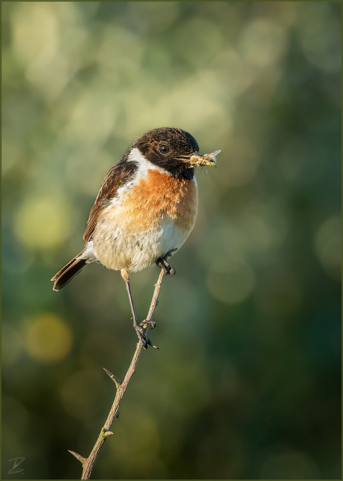 Canon EF 400mm F4 DO IS II USM sample photo. Schwarzkehlchen - european stonechat photography