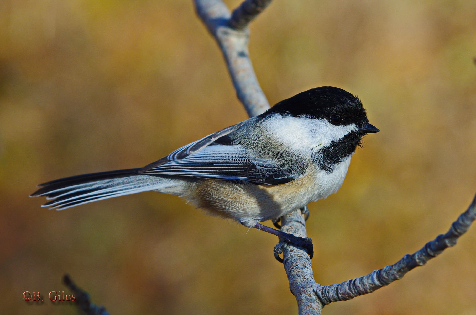 Pentax K-5 IIs + Pentax smc DA* 60-250mm F4.0 ED (IF) SDM sample photo. Fall chickadee photography