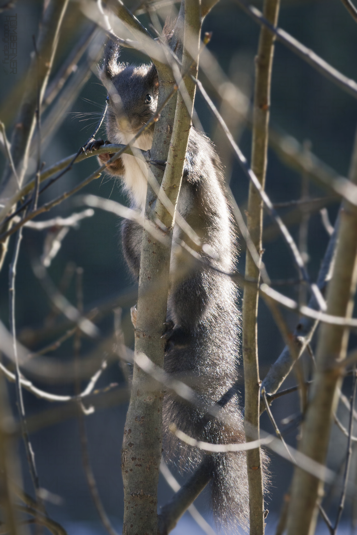 Canon EF 300mm F4L IS USM sample photo. Eichhörnchen photography