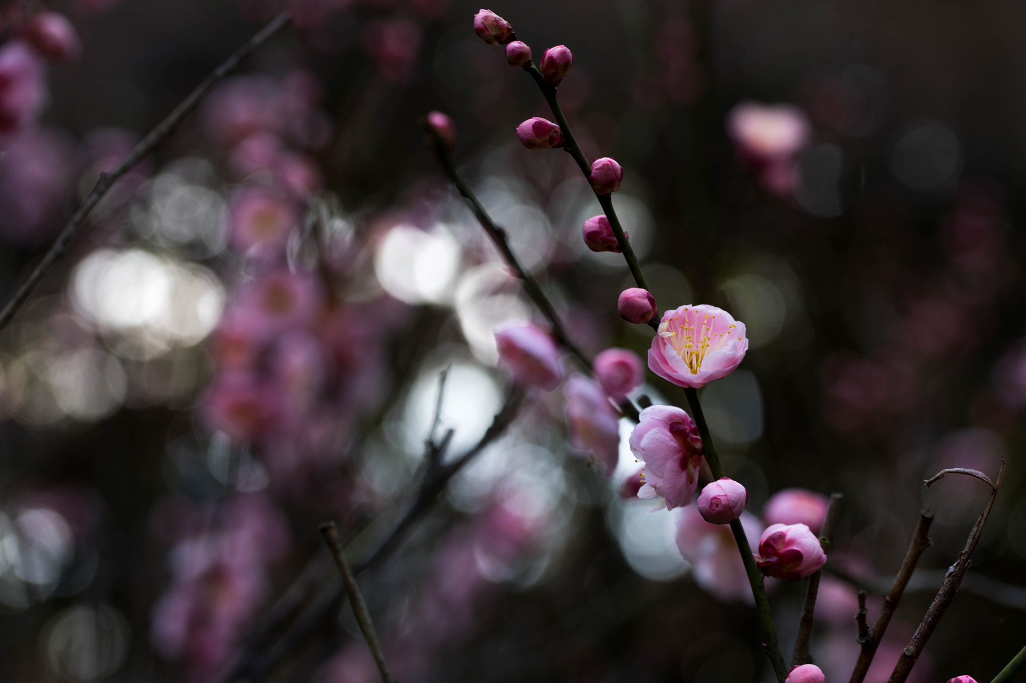 Nikon D810 sample photo. Plum, pink and white photography