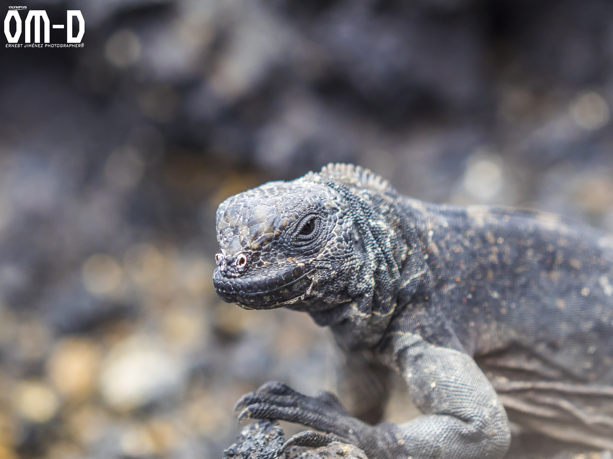 Olympus Zuiko Digital ED 50-200mm F2.8-3.5 SWD sample photo. Just in the galapagos islands !!! photography