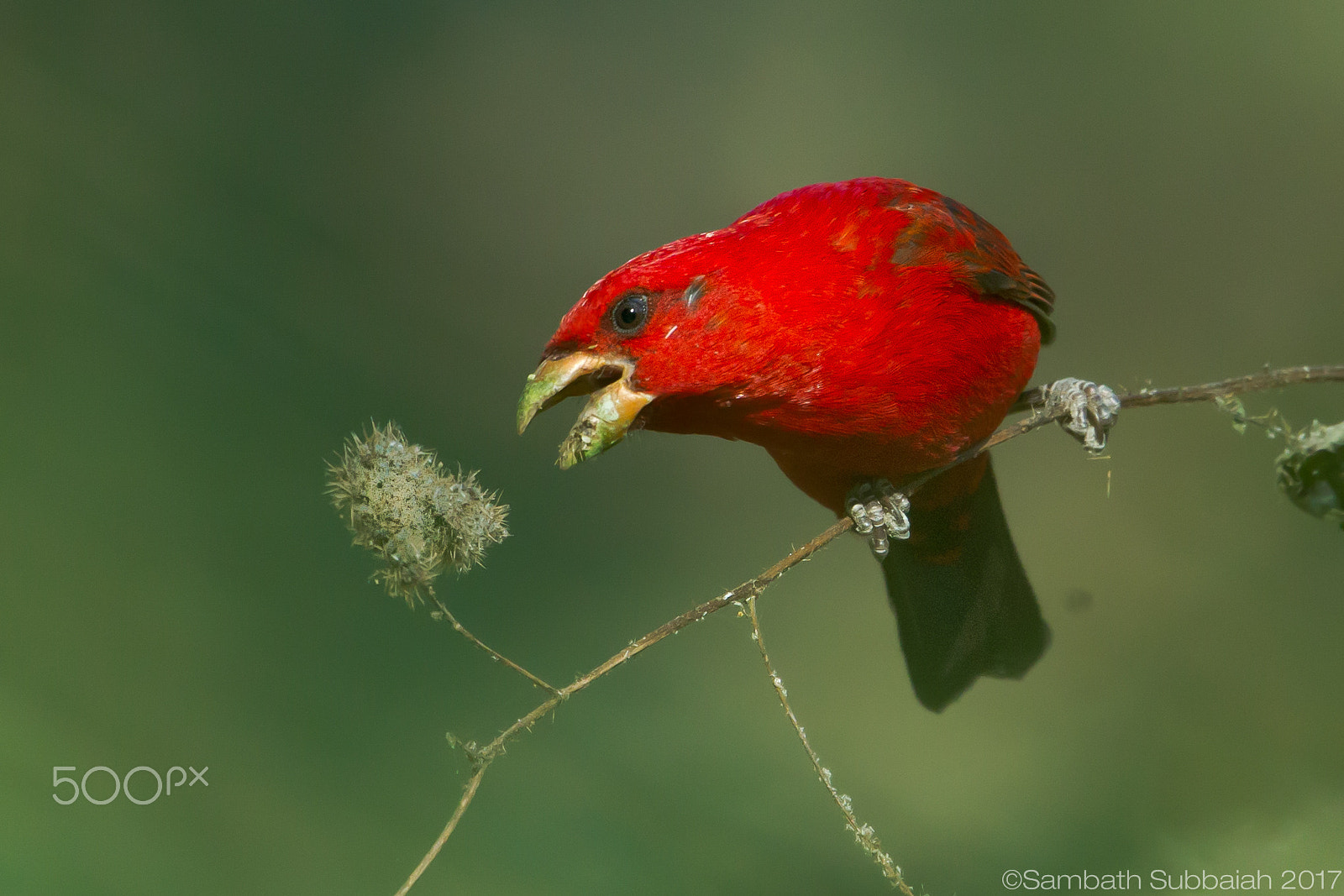 Canon EF 500mm F4L IS II USM sample photo. The scarlet finch photography
