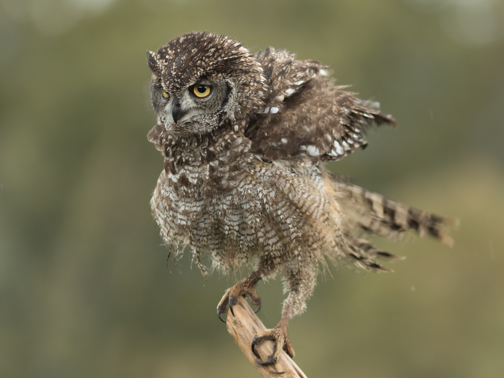 Canon EF 300mm F4L IS USM sample photo. Búho africano photography
