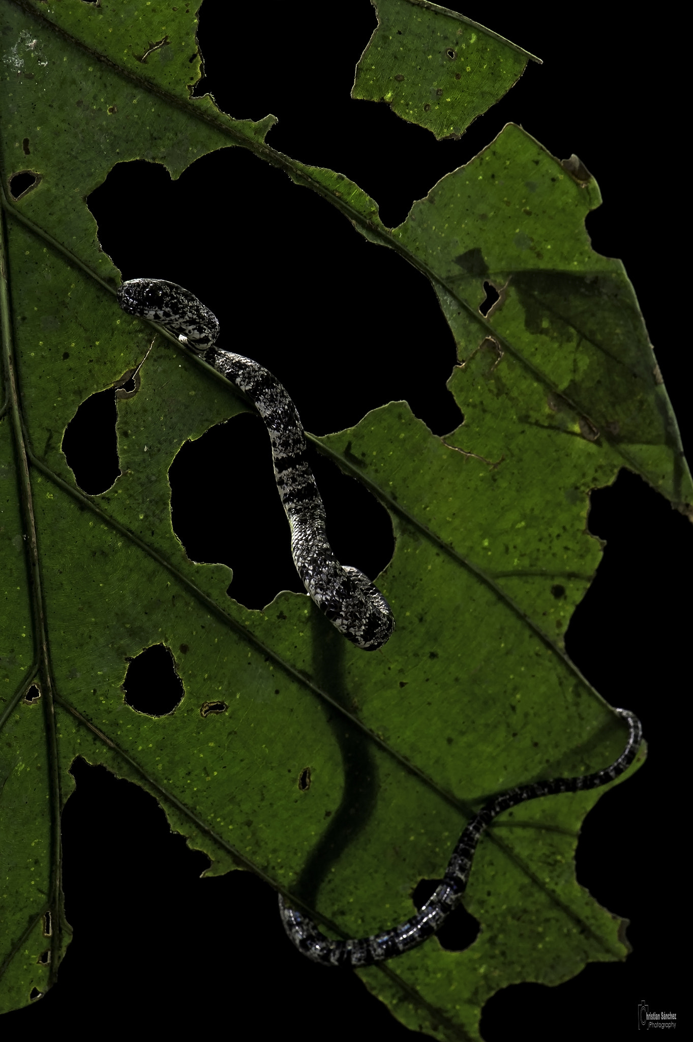Nikon AF-S Micro-Nikkor 105mm F2.8G IF-ED VR sample photo. Cloudy snail-eater photography