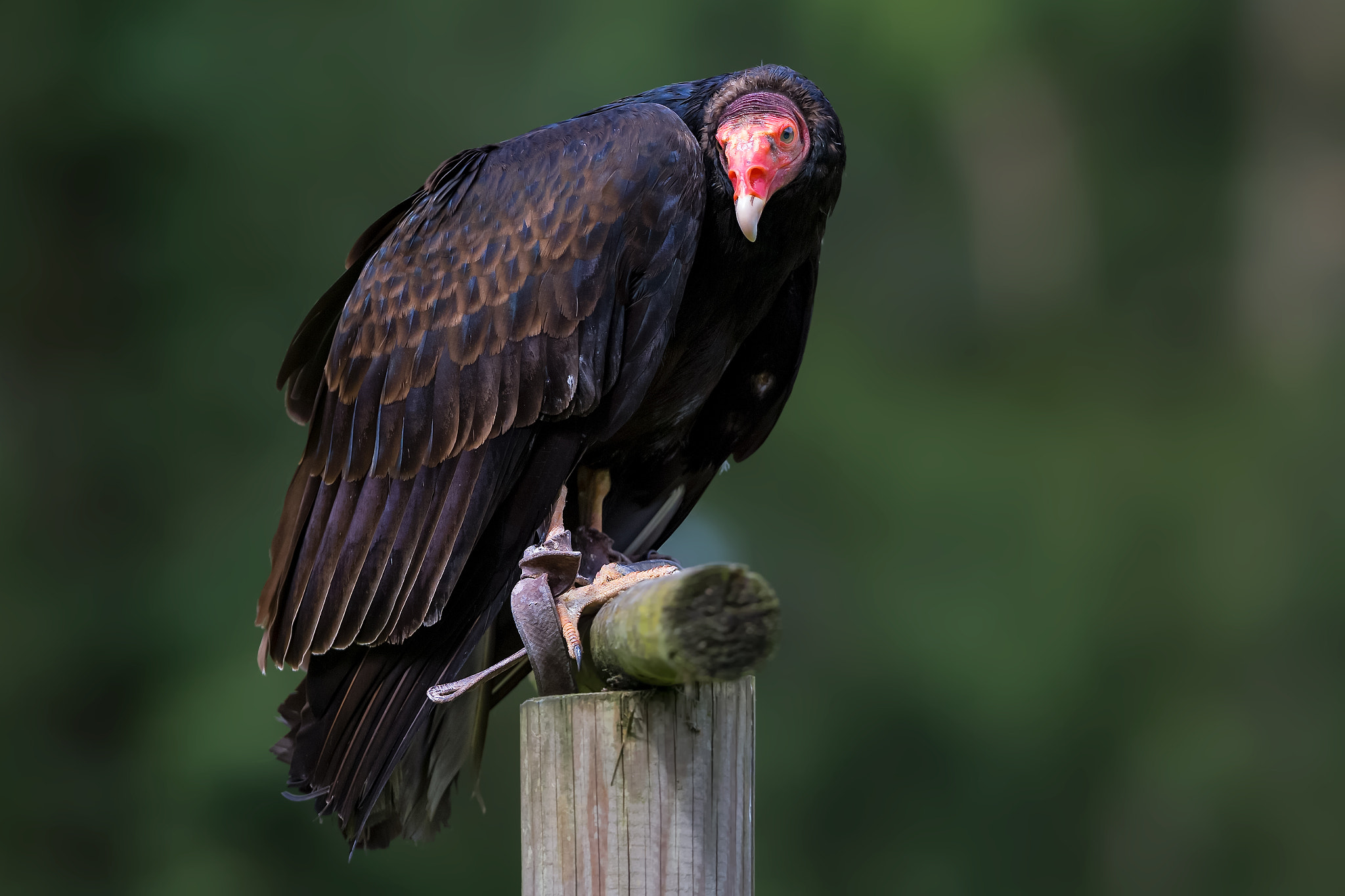 Canon EF 300mm F2.8L IS II USM sample photo. Vulture portrait..... photography