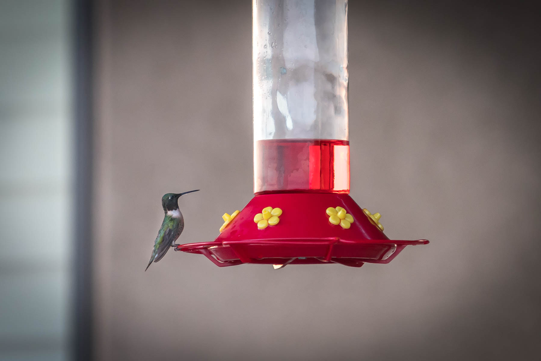 Sony a7R II + Sony FE 70-200mm F4 G OSS sample photo. Dsc photography