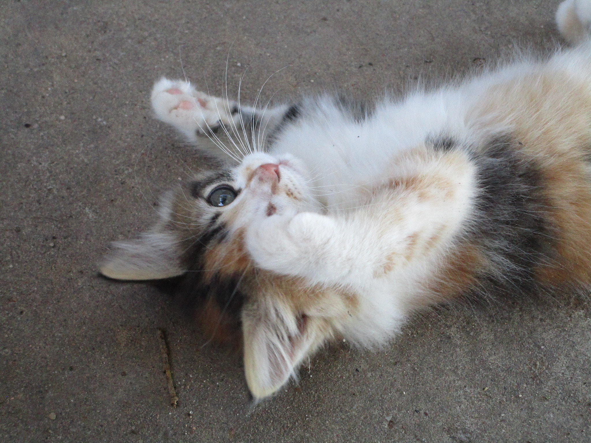 Canon PowerShot ELPH 150 IS (IXUS 155 / IXY 140) sample photo. Kitten photography