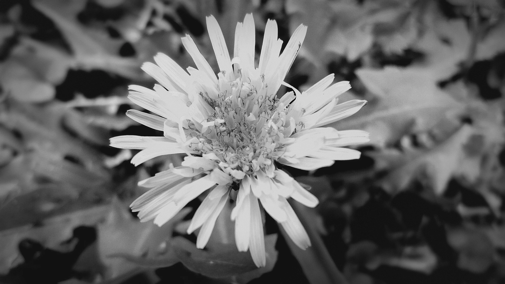 Samsung Galaxy J7(2015) sample photo. Exchange  photography