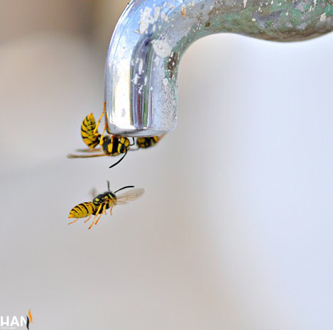 Sigma 105mm F2.8 EX DG Macro sample photo