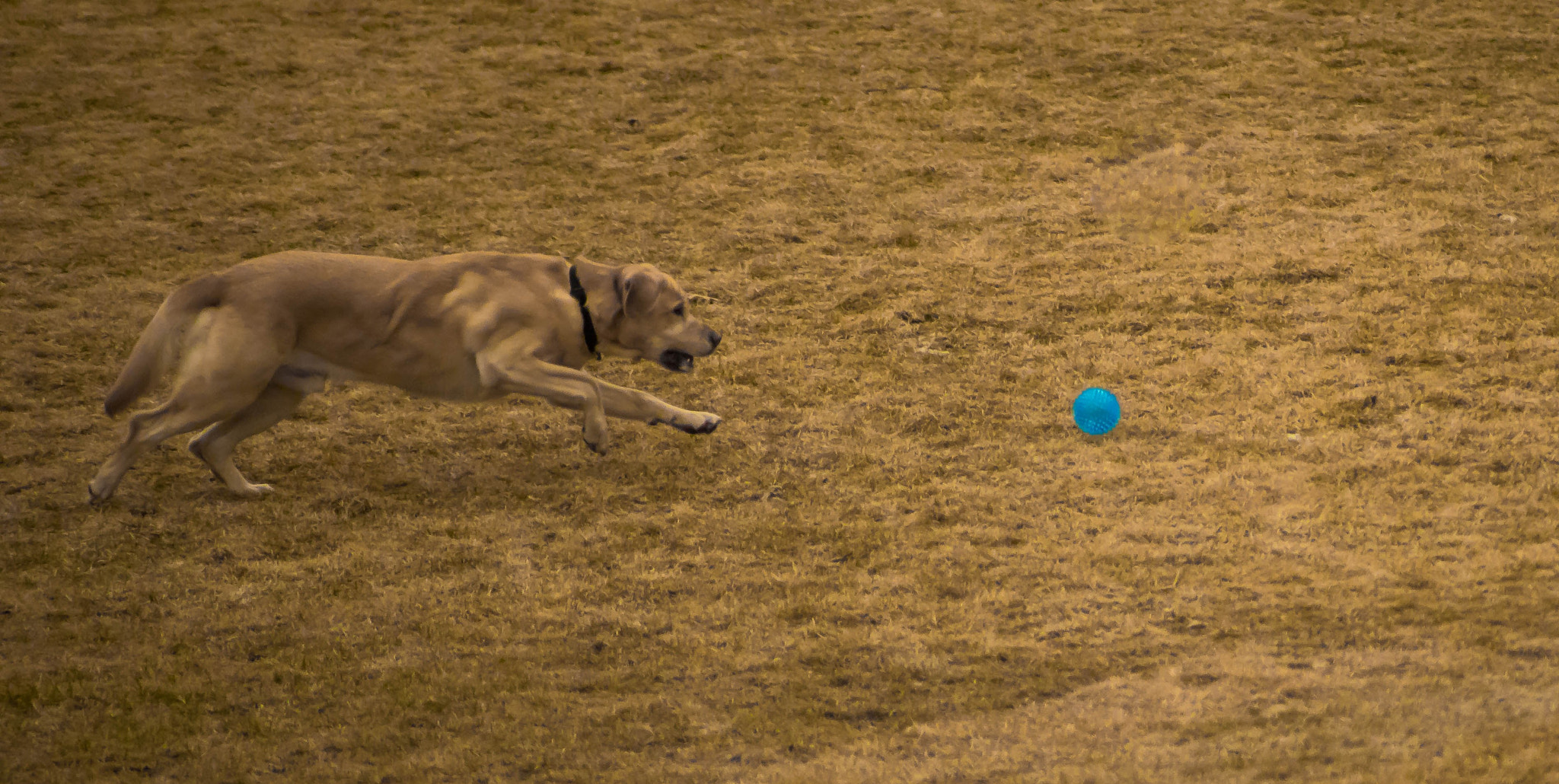 Sony a7 II sample photo. Ball!!! photography