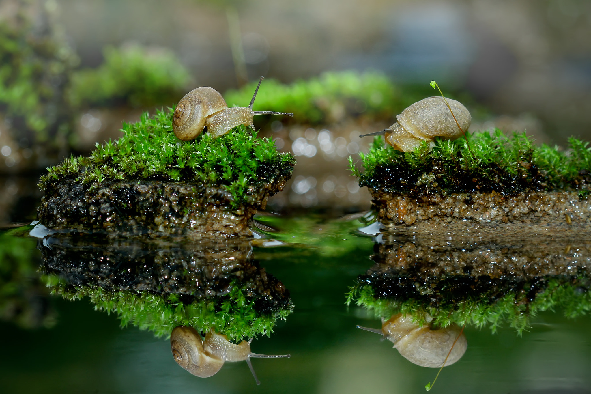 Canon EOS 7D + Canon EF 100mm F2.8 Macro USM sample photo. Snails in love photography