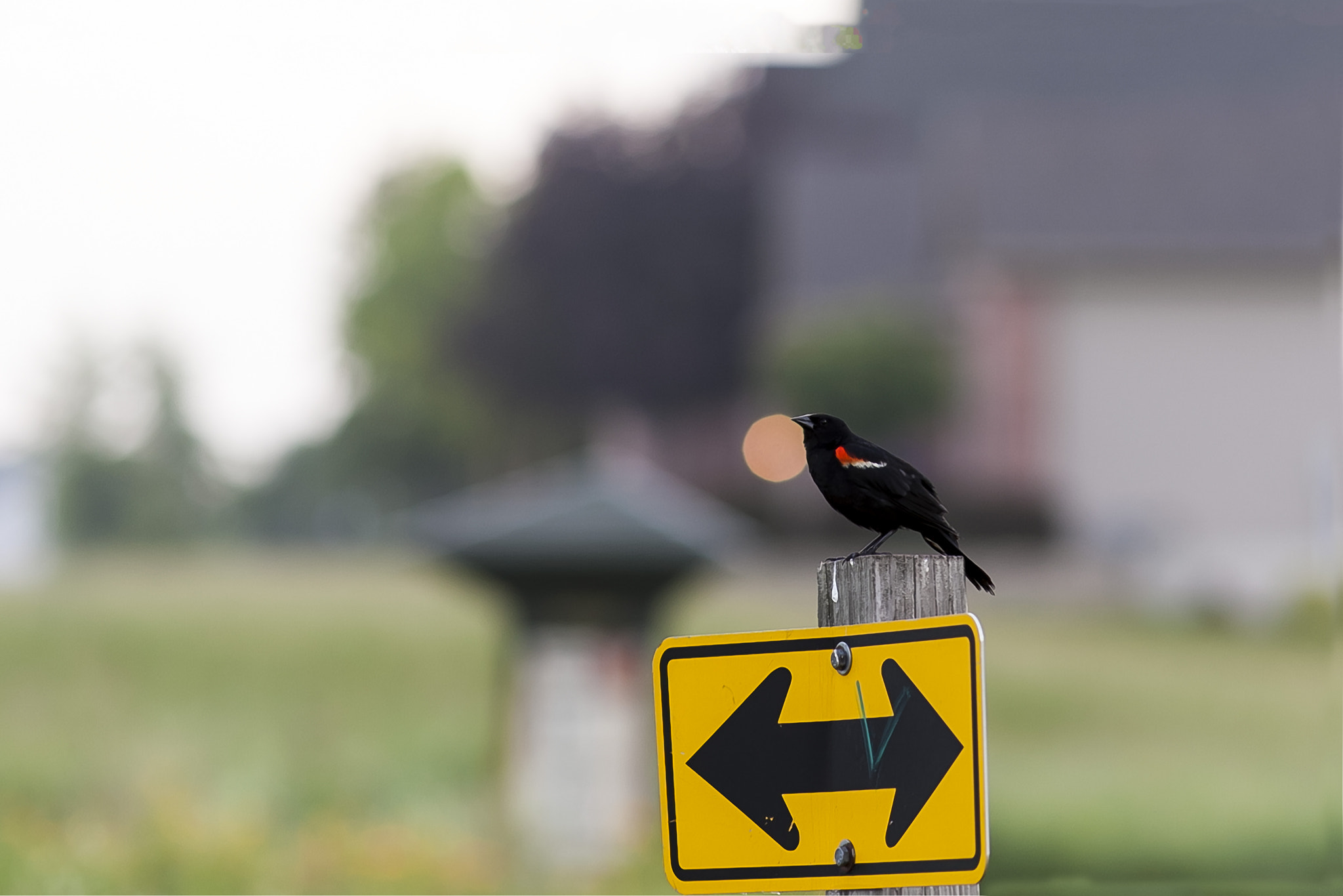 Canon EOS-1D Mark III + Canon EF 135mm F2L USM sample photo. Do i fly left or right? photography